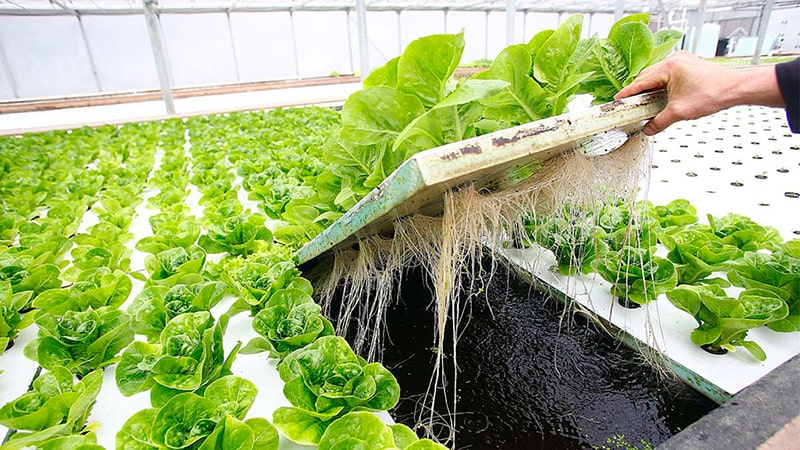 Інноваційні методи вирощування овочів на гідропоніці: переваги та особливості